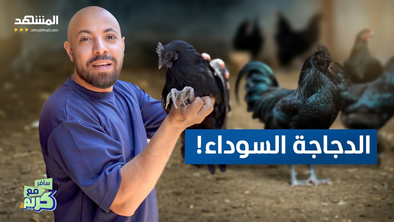 أغلى دجاج في العالم.. سعر الدجاجة 2000 دولار! - سافر مع كريم