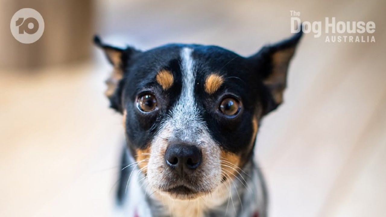 The Dog House Australia: Will Johnny and Eva get to surprise their teenager Jude with a rescue... ?