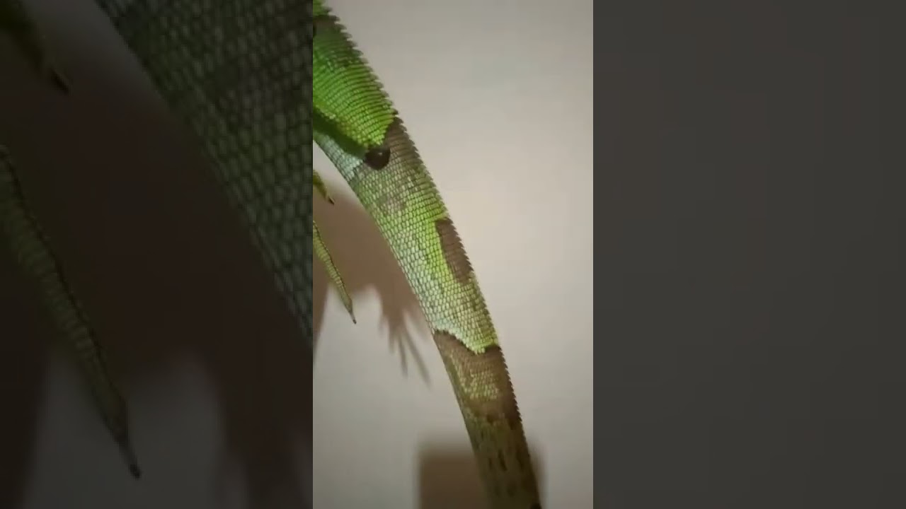 green colombia iguana jantan 85 cm cakep spike rapih karakter familier