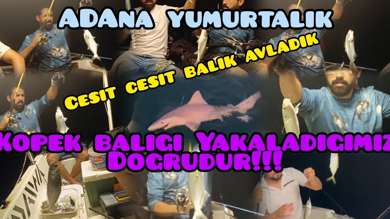 Adana Yumurtalık Tekne İle Gece Balık Avı, Köpek Balığı Sürprizi