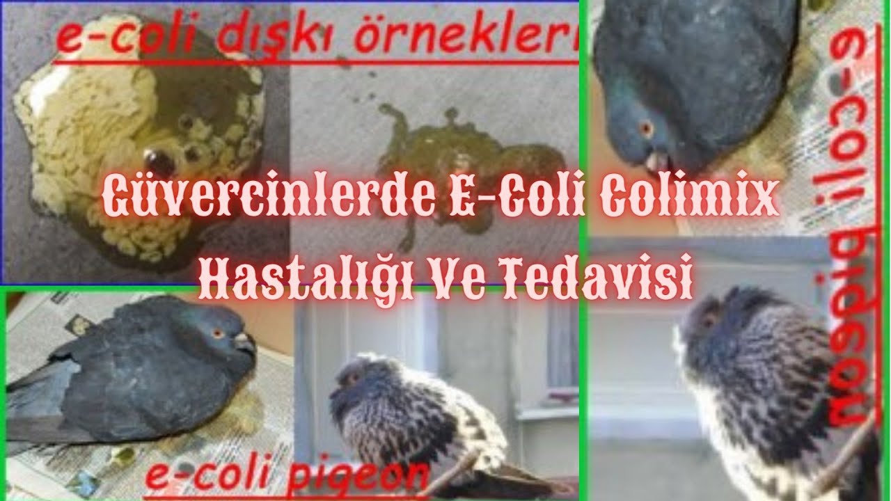Güvercinlerde E-Coli Colimix Hastalığı Ve Tedavisi