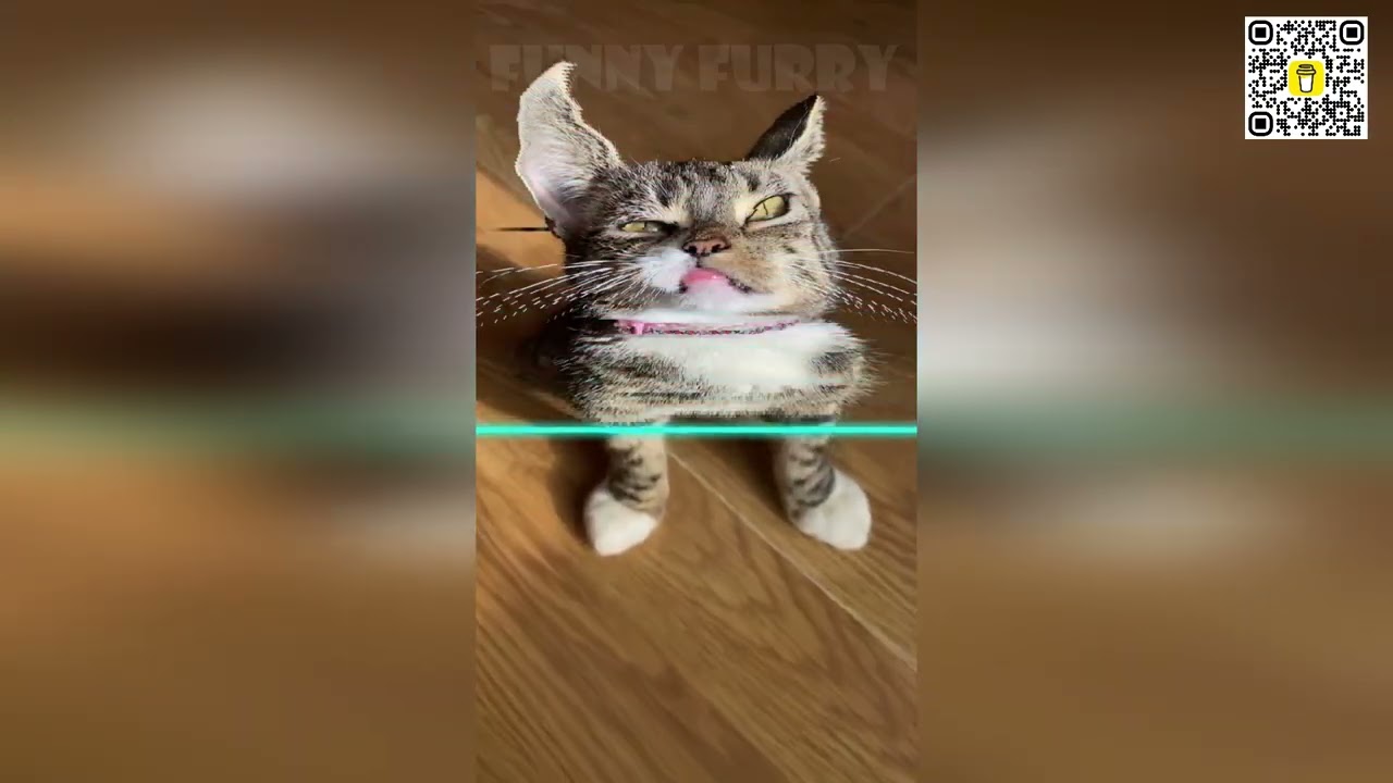 😂😻 Кошачьи неудачи, от которых вы будете смеяться до слез! 😂😻