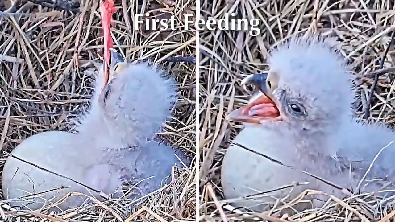 #2🦅BC28🐥0&deg;&🥚／Bluff City Bald Eagle Nest 2026／Frances💗Franklin ／ETSU/BTES Eagle Cameras