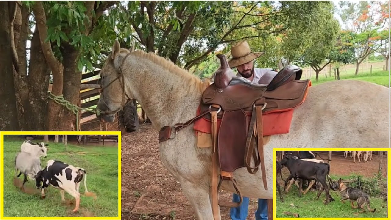 Lida de gado MANGALARGA MARCHADOR