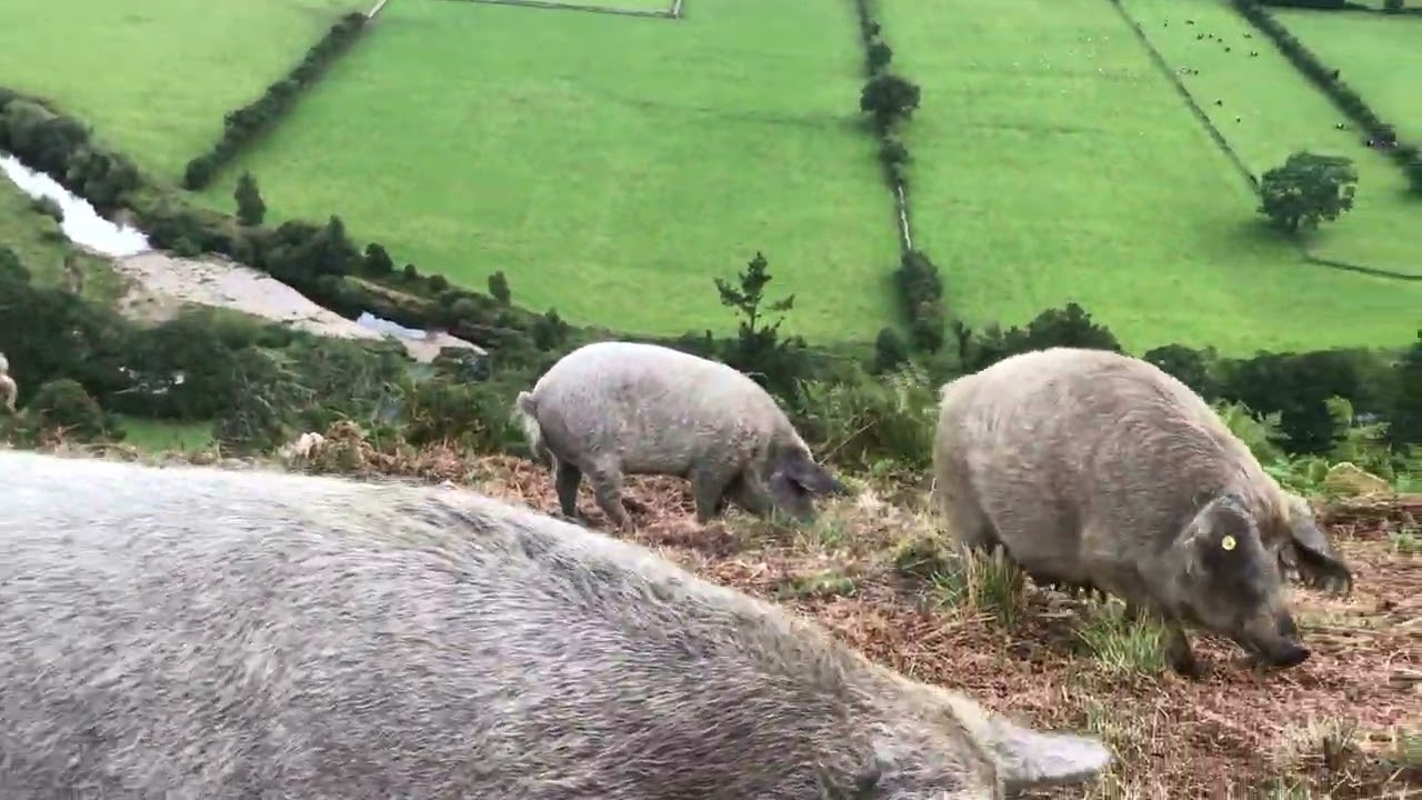 Smaller pellets thrown into the bracken to encourage snuffling.