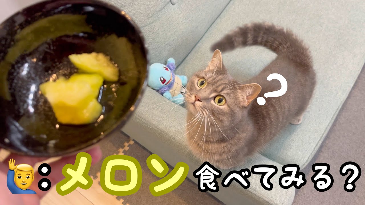 猫にメロンをあげてみたら...