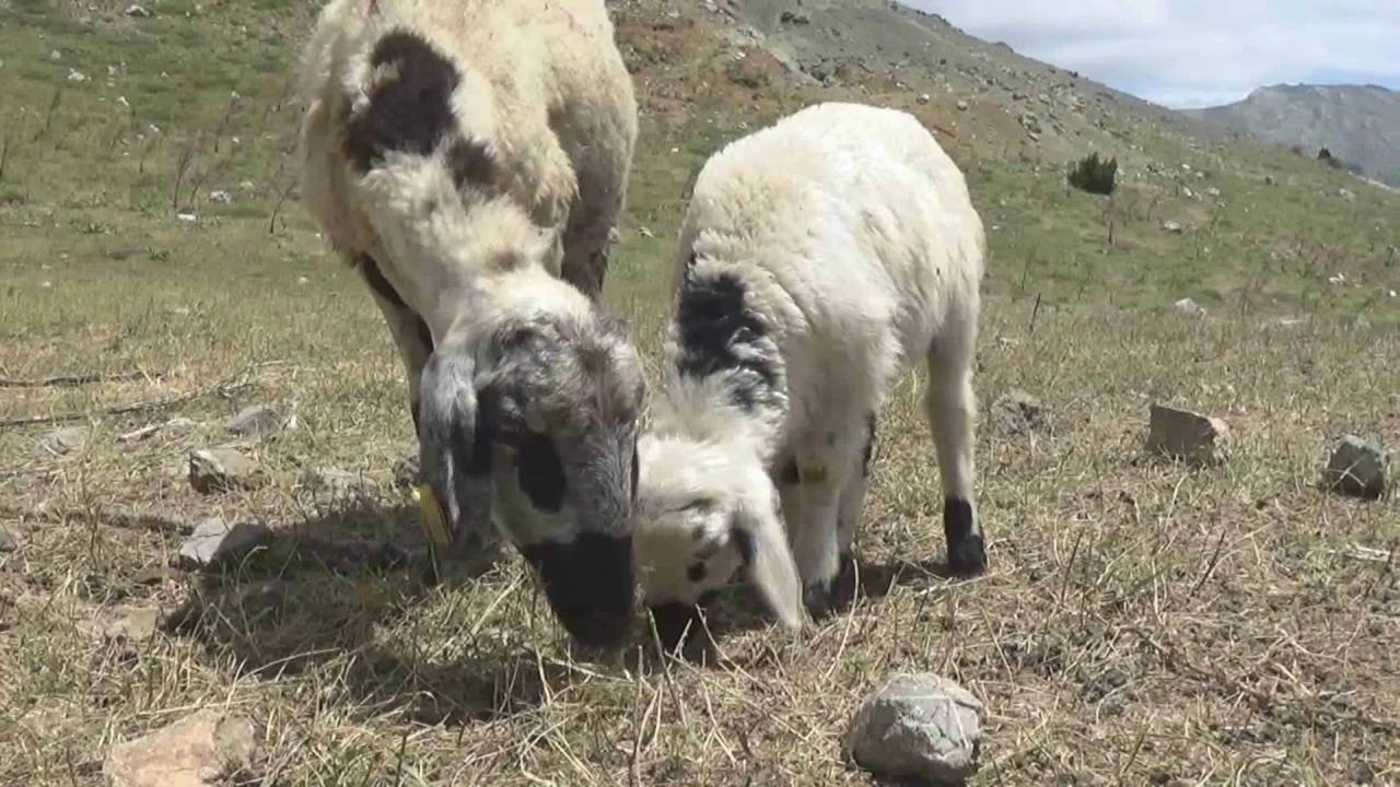 Karabel Yöresi Sancakkale Köyü Nişan ve Etkinlik