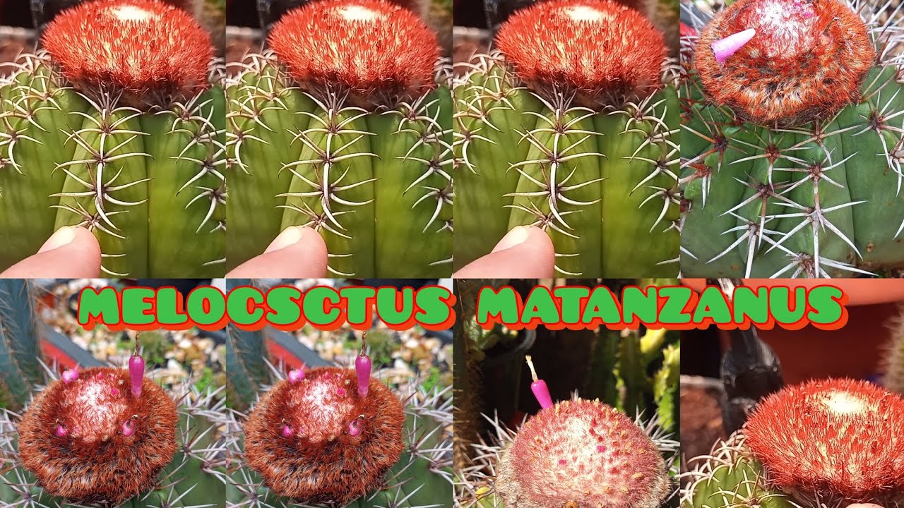 MELOCACTUS Matanzanus: Dicas Importantes Sobre o seu Cefálio! (cacto coroa de frade)