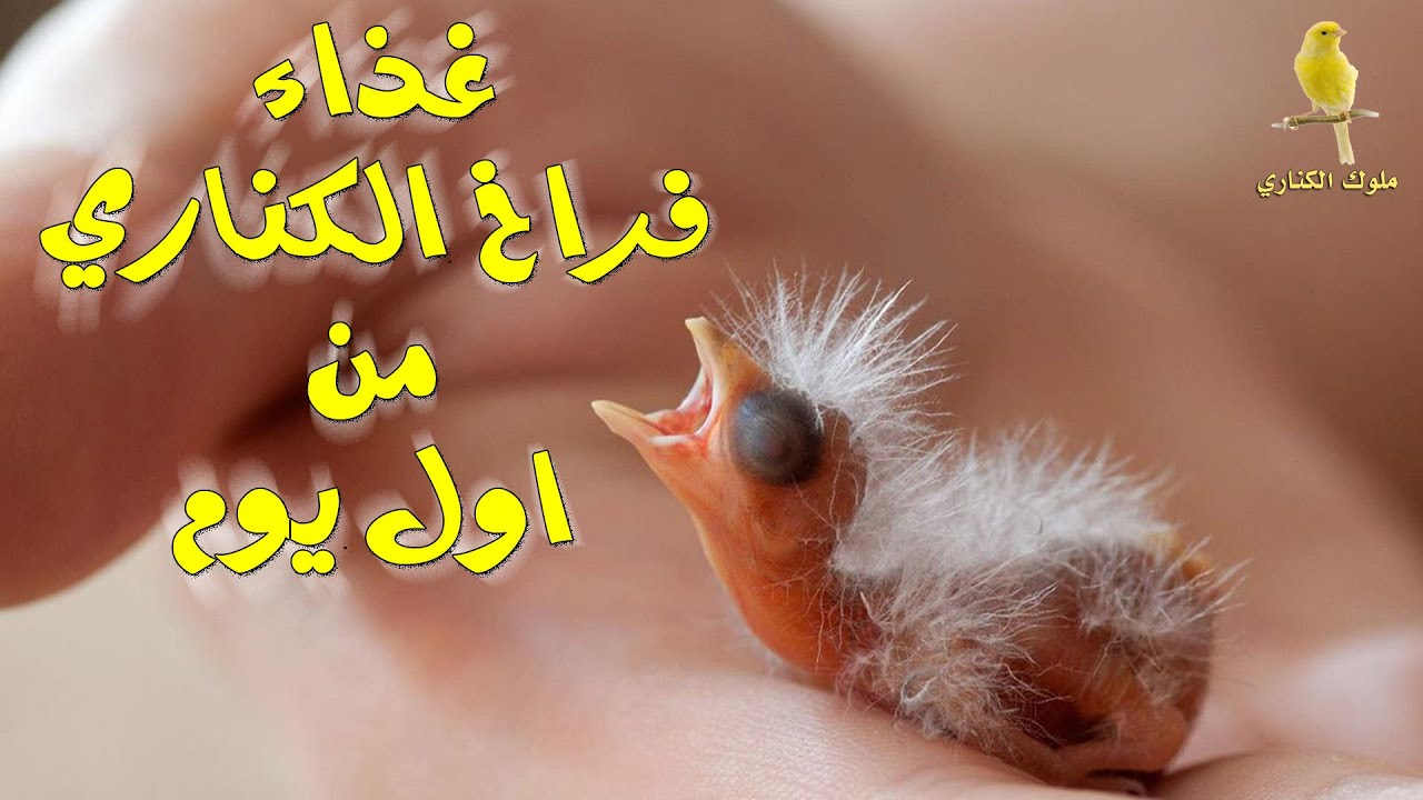 بعد فقس بيض الكناري ماذا أفعل - ماذا اقدم للكناري من طعام بعد فقس البيض
