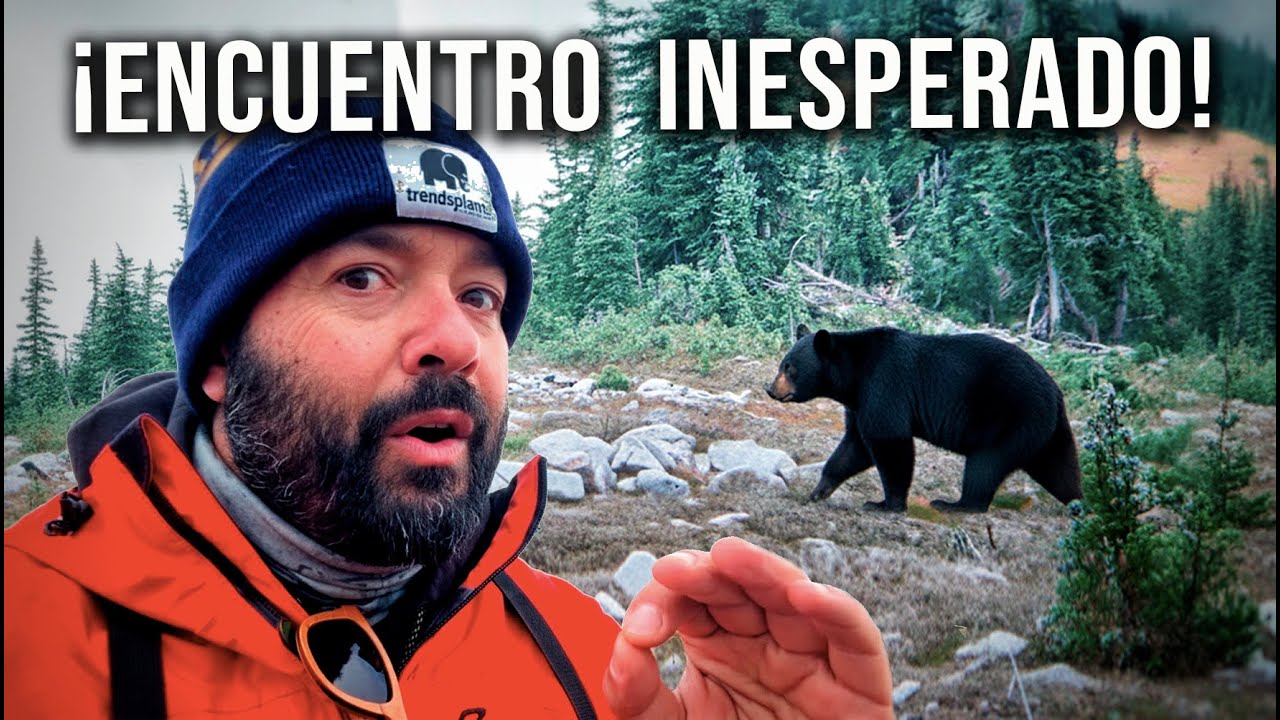 🐻 Encuentro OSO Negro en mitad del camino | RoadTrip USA 🇺🇸 T2 E13