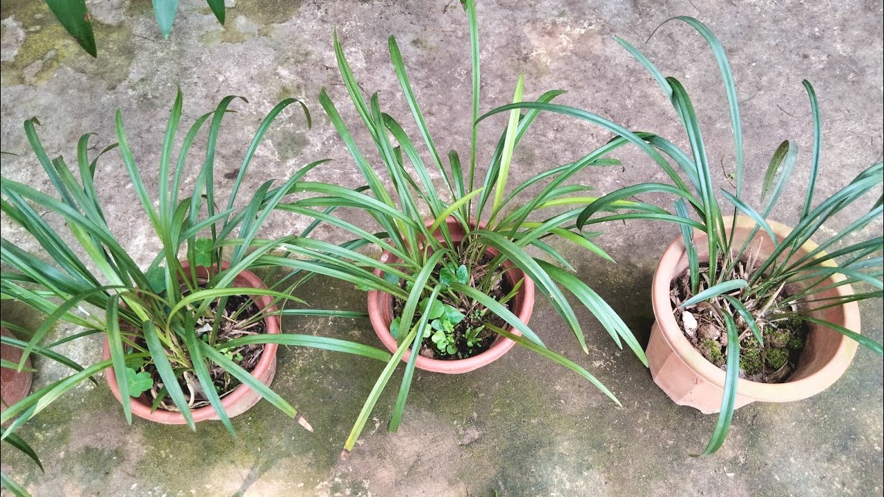 Lan rừng [6-3] Địa lan Tố Tâm