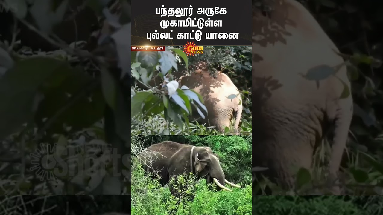 Bullet Elephant | Elephant in Residential Area | Nilgiris | People | TN Forest Department | Sun News