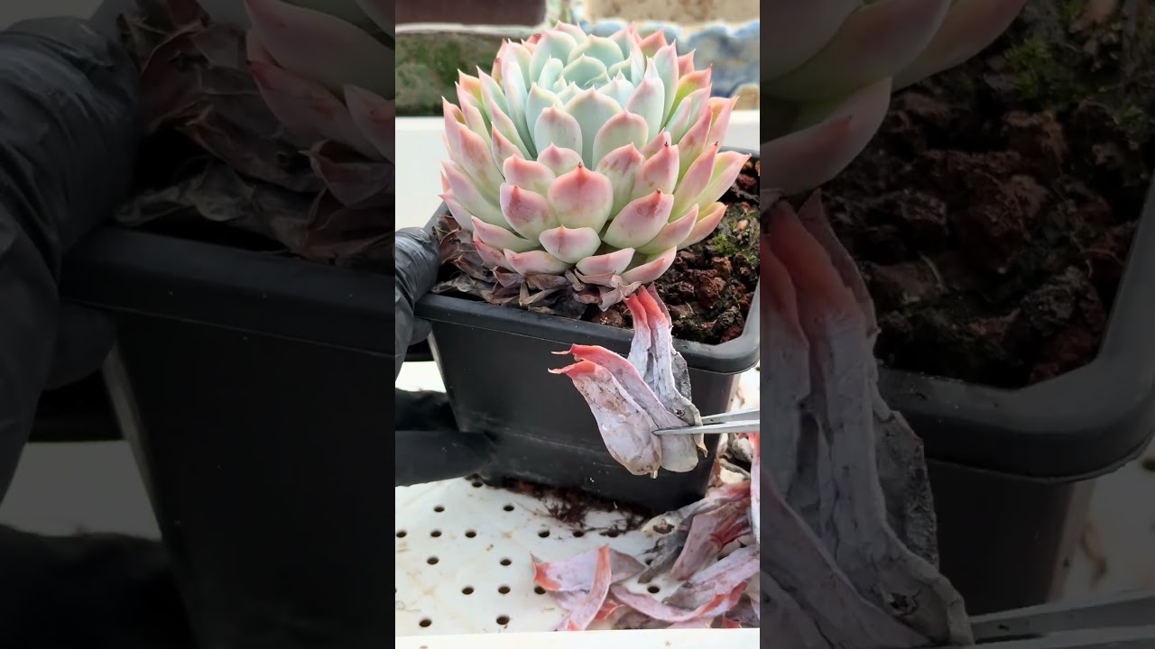 🌿 ASMR 💚 Succulent Healing | Taking Away Stress, Leaving Only Softness 🌙