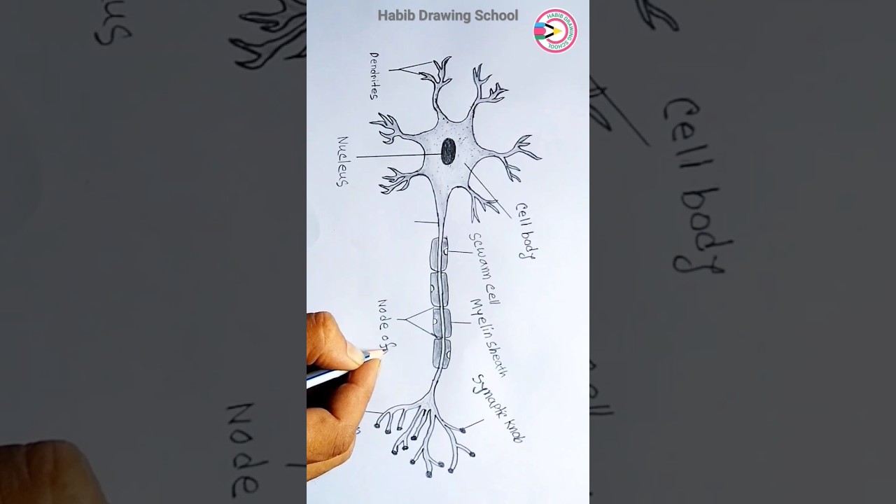How to Draw Neuron #shorts #neurondrawing #habibdrawingschool