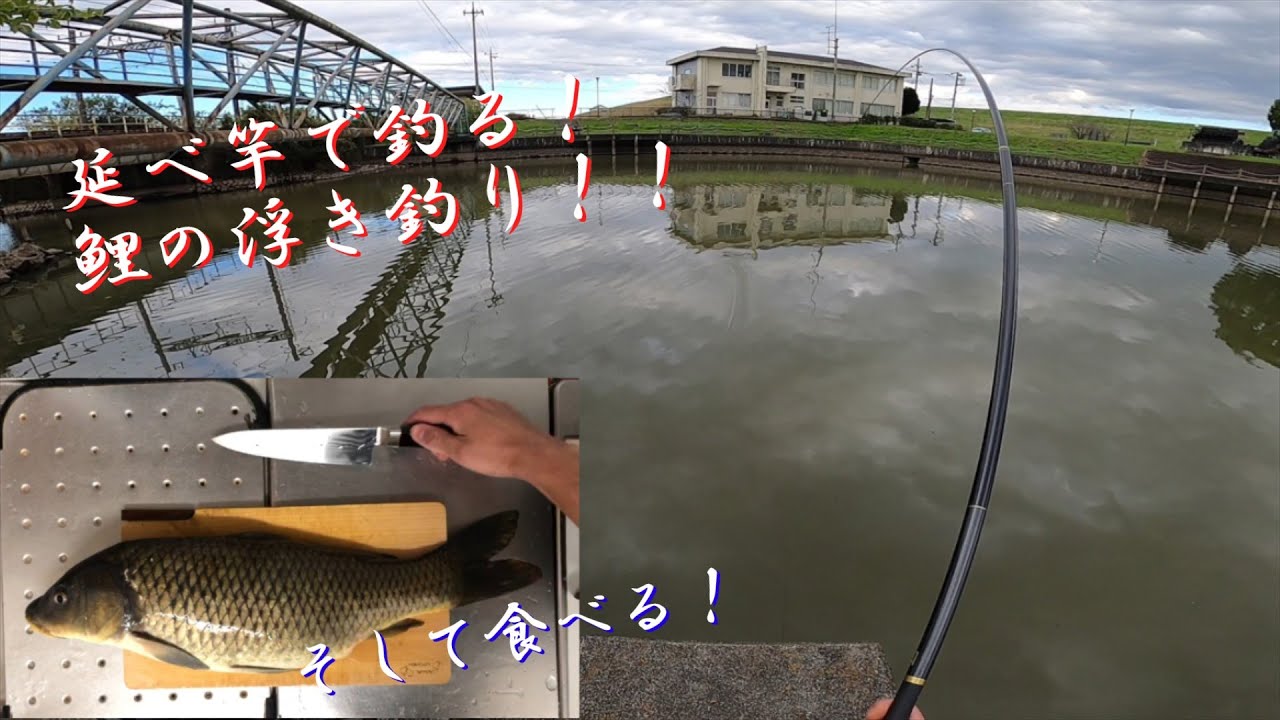 延べ竿で釣る！鯉のウキ釣り！！そして食べる！【Japanese Carp fishing !！】