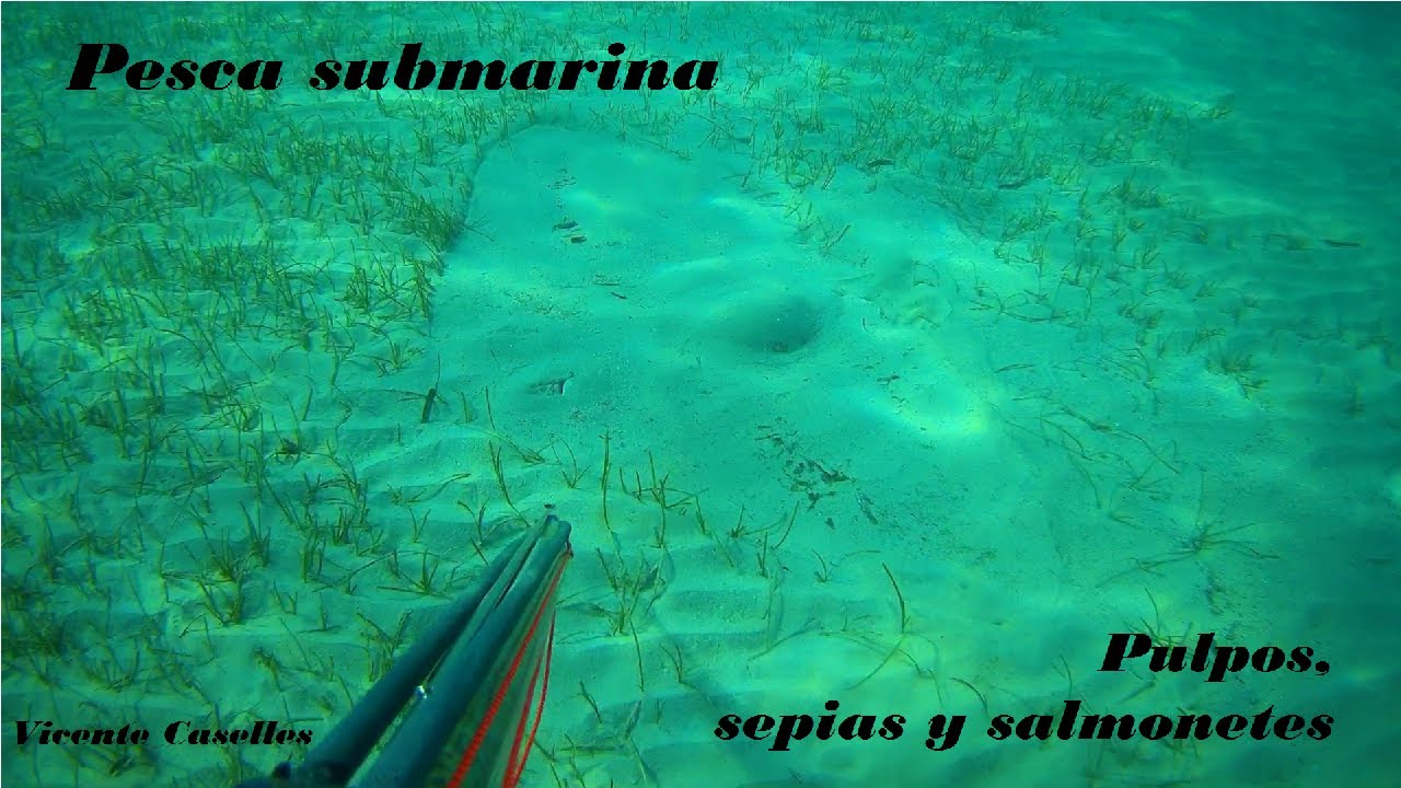 Pesca submarina sepias, pulpos y salmonetes
