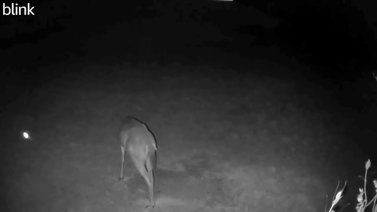 04 25 24 1251am A deer eating in the lower back field near the mineral block. #deer #wildlife