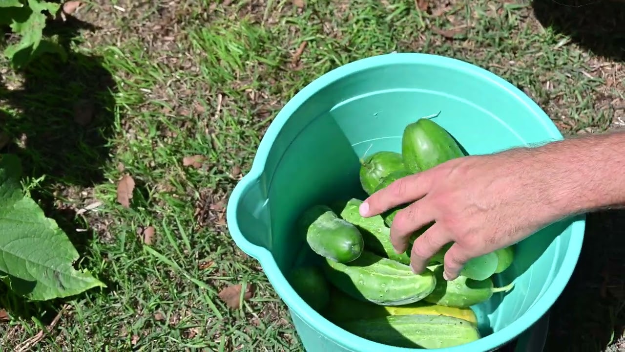 муж собирает огурцы с грядки