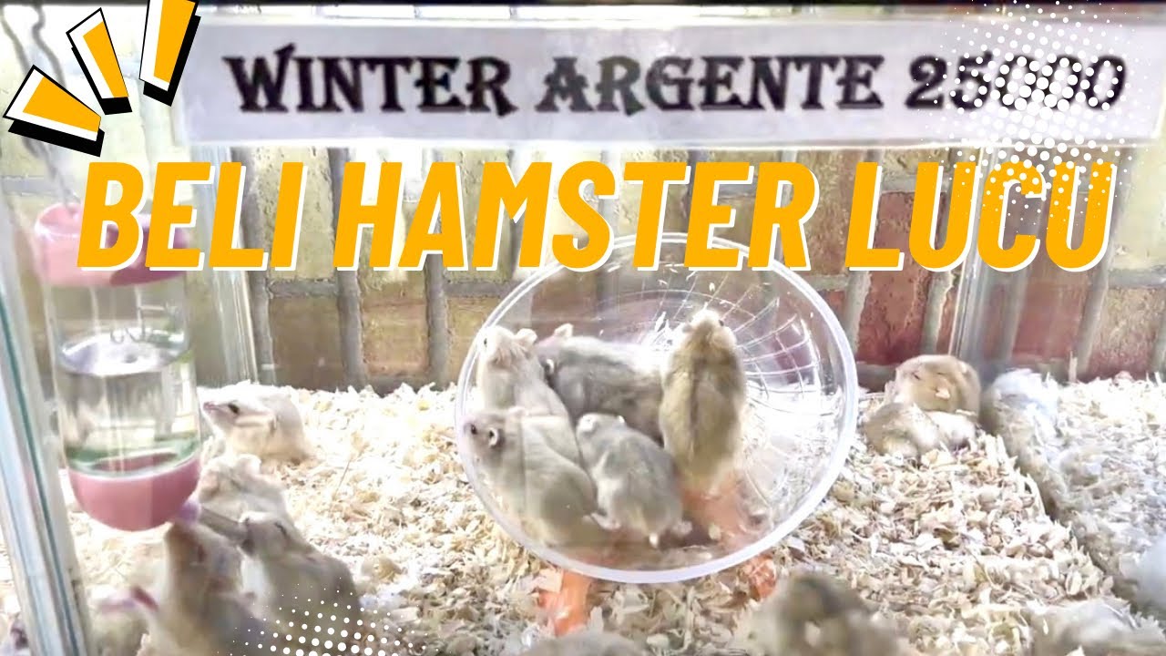 BELI HAMSTER DAN RUMAHNYA