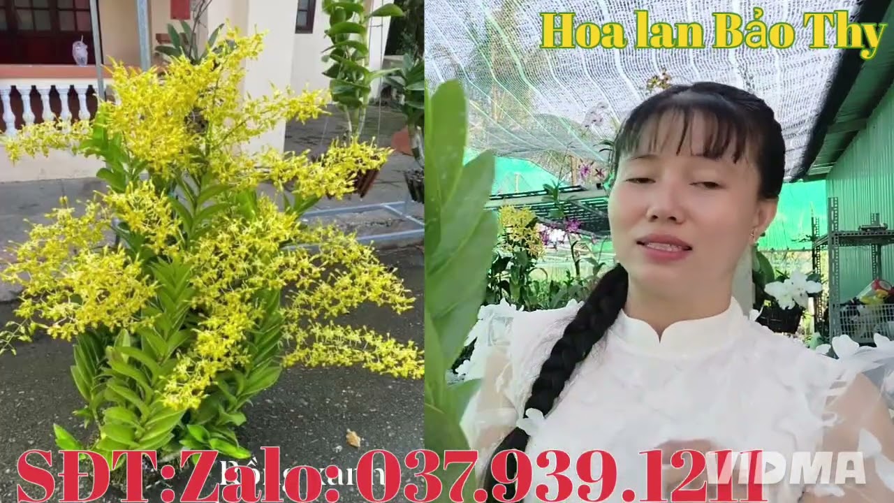 Hoa đẹp hoa thơm, giá yêu thương, kính mời cả nhà,26-2-2026 (HoaLanBảoThy)