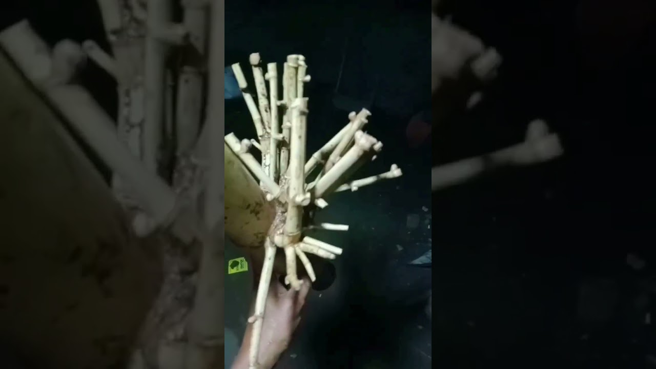 Bambu Dampit #short #shortvideo #videoshort #reels #fyp #bambu #bambupetuk #mistik #mistis #beranda