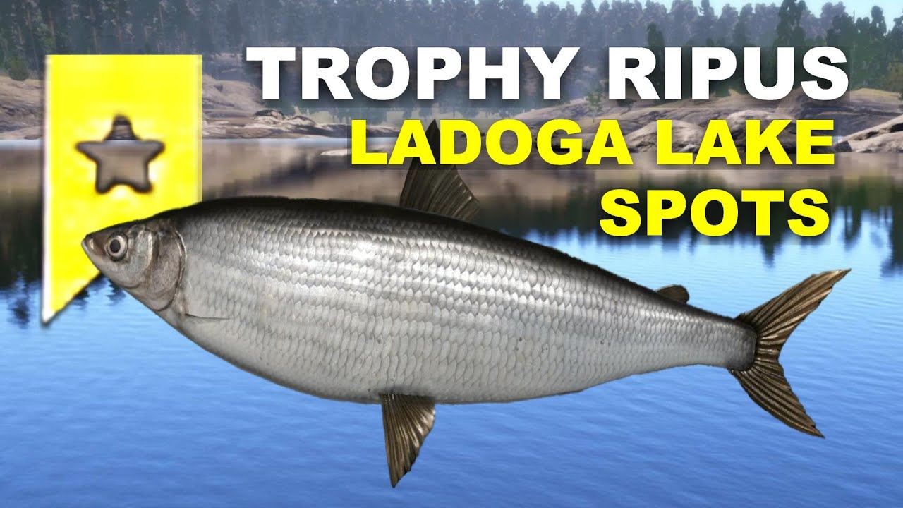 Russian Fishing 4 TROPHY RIPUS Spots Ladoga Lake