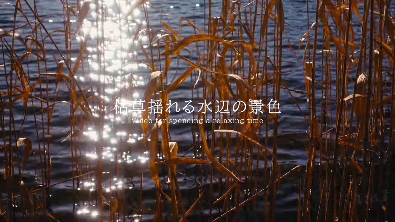 枯草揺れる水辺の景色 環境音 ambient sound |  ASMR | 睡眠