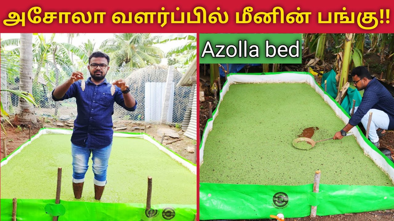 அசோலா வளர்ப்பில் நீங்கள் செய்யவேண்டிய வேலையை மீன்கள் செய்துவிடும் | Azolla Bed A-Z