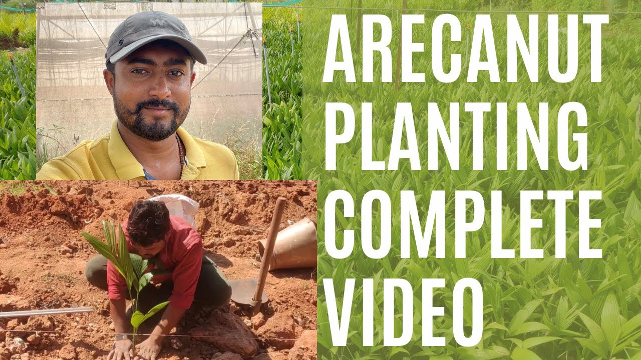 Arecanut planting in semi arid regions of India | dry land agriculture | DIY farming Complete video