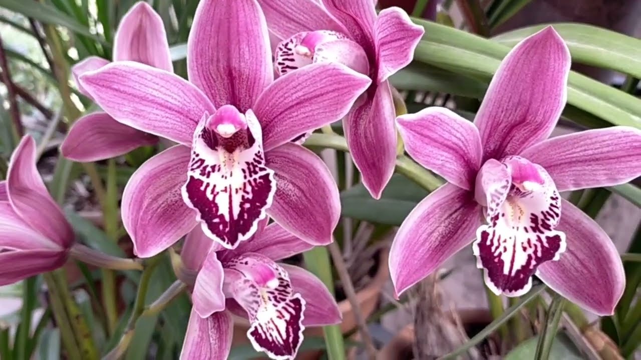 Cymbidium Orchids, Care tips and Guides, also known as Sunakhari phul (सुनाखरी फूल) in Nepal.