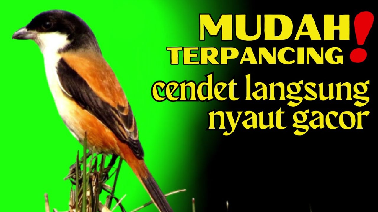 MUDAH TERPANCING dalam hitungan detik CENDET respon NYAUT kala dengar ini❗