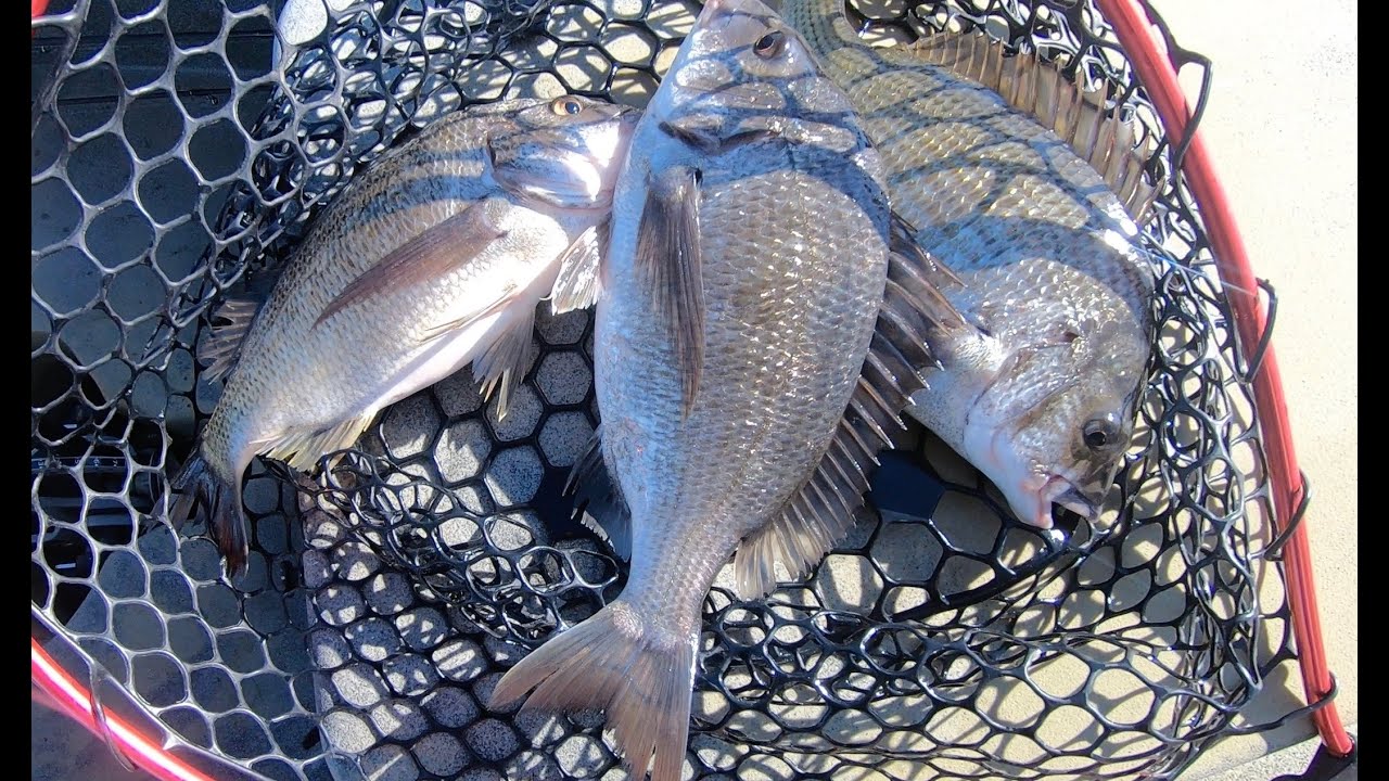 Onkaparinga River Grind - Bream Fishing