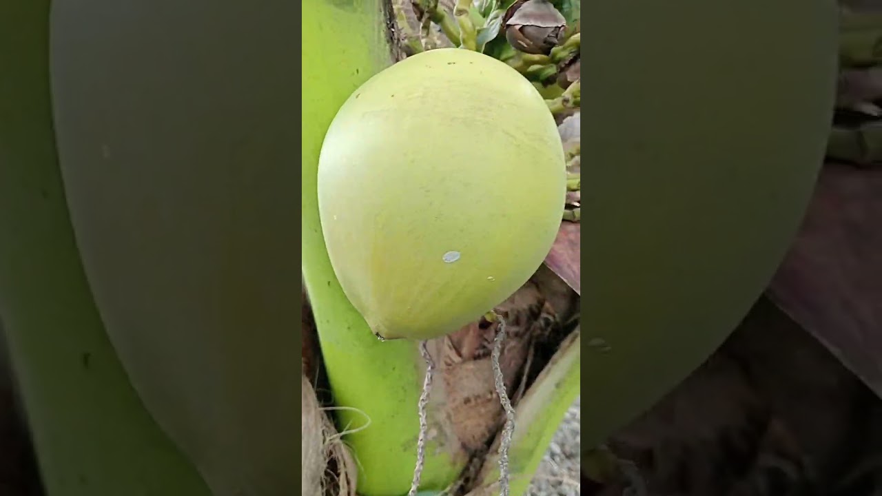 Young Green Coconuts: Enjoy rural life & gardening  #rurallife #gardening #nature #peaceful