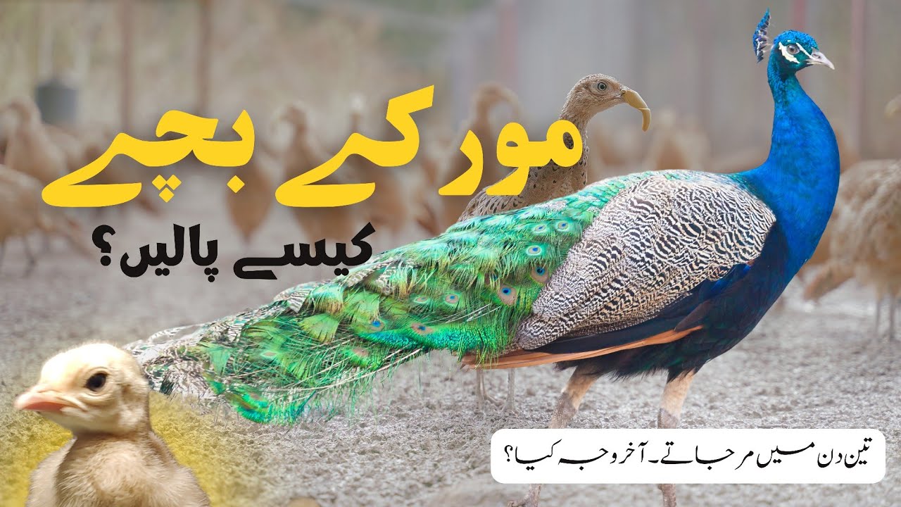 How to Raise Peacock chicks | Peacock Villa
