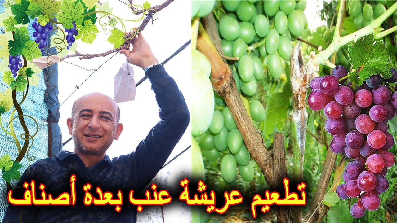 تطعيم العنب بالقلم (الشق) Grafting Grape Tree