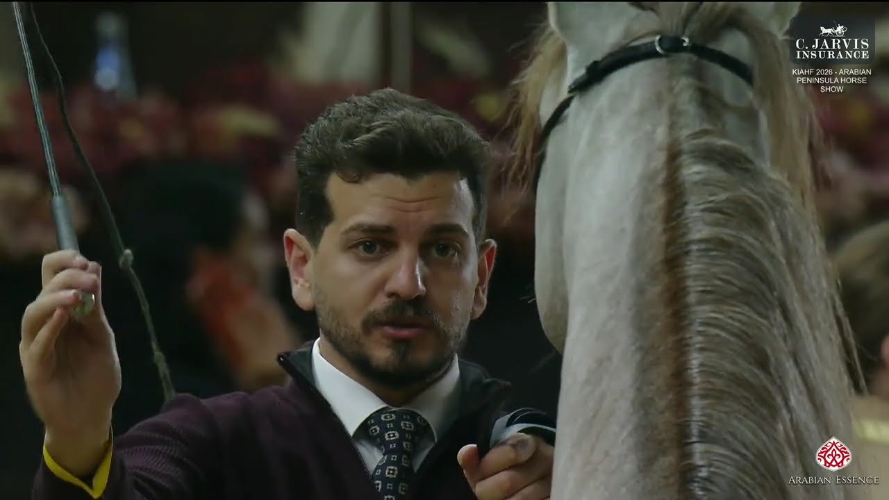 KIAHF 2026   Arabian Peninsula Horse Show   Class   Junior Colts Championship