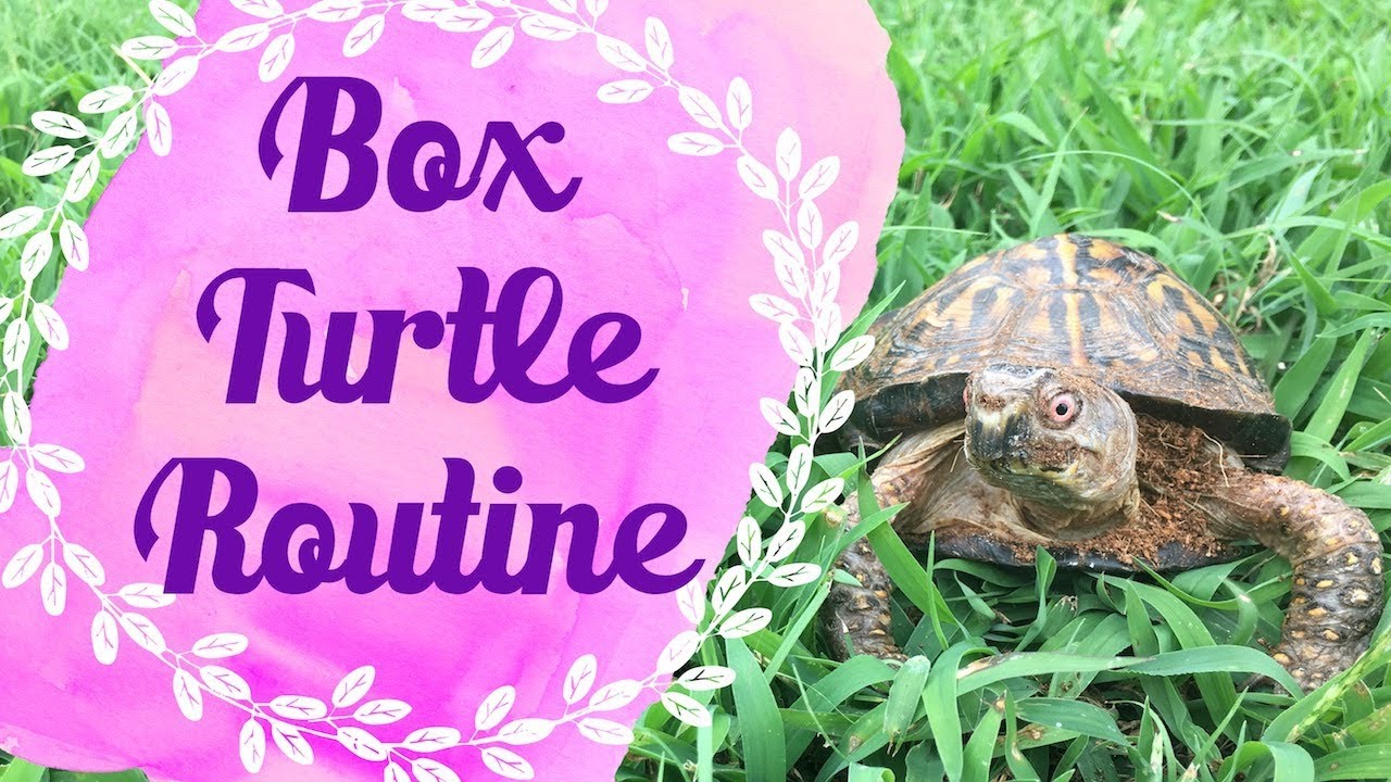 Daily Box Turtle Care Routine | A Day With Koa