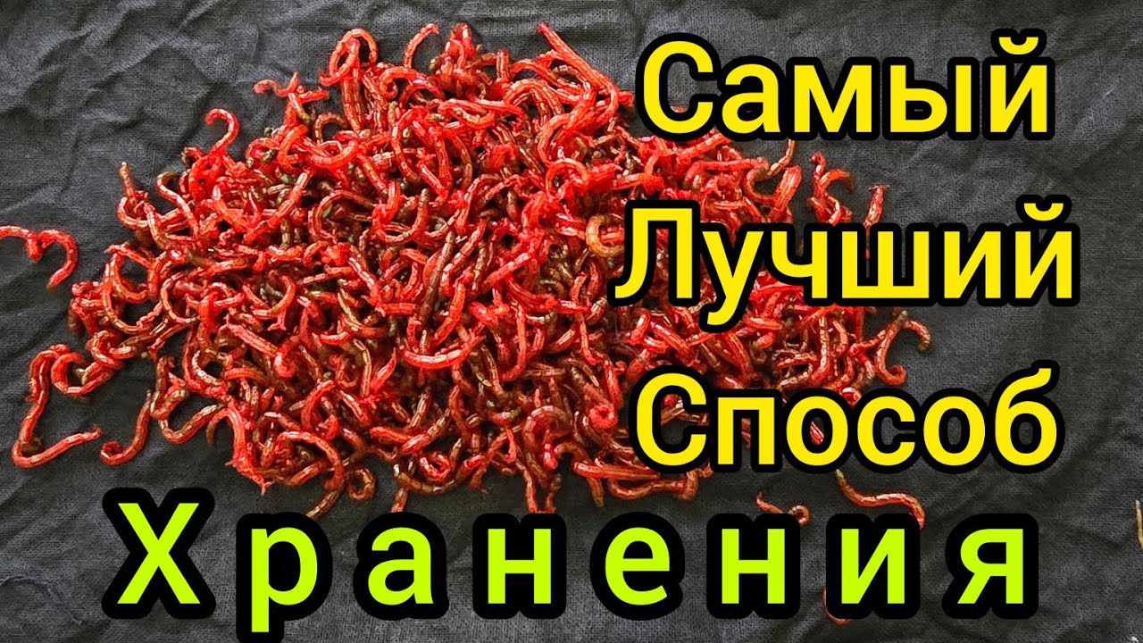 Как хранить МОТЫЛЯ на долгое время??Мотыль для рыбалки!!