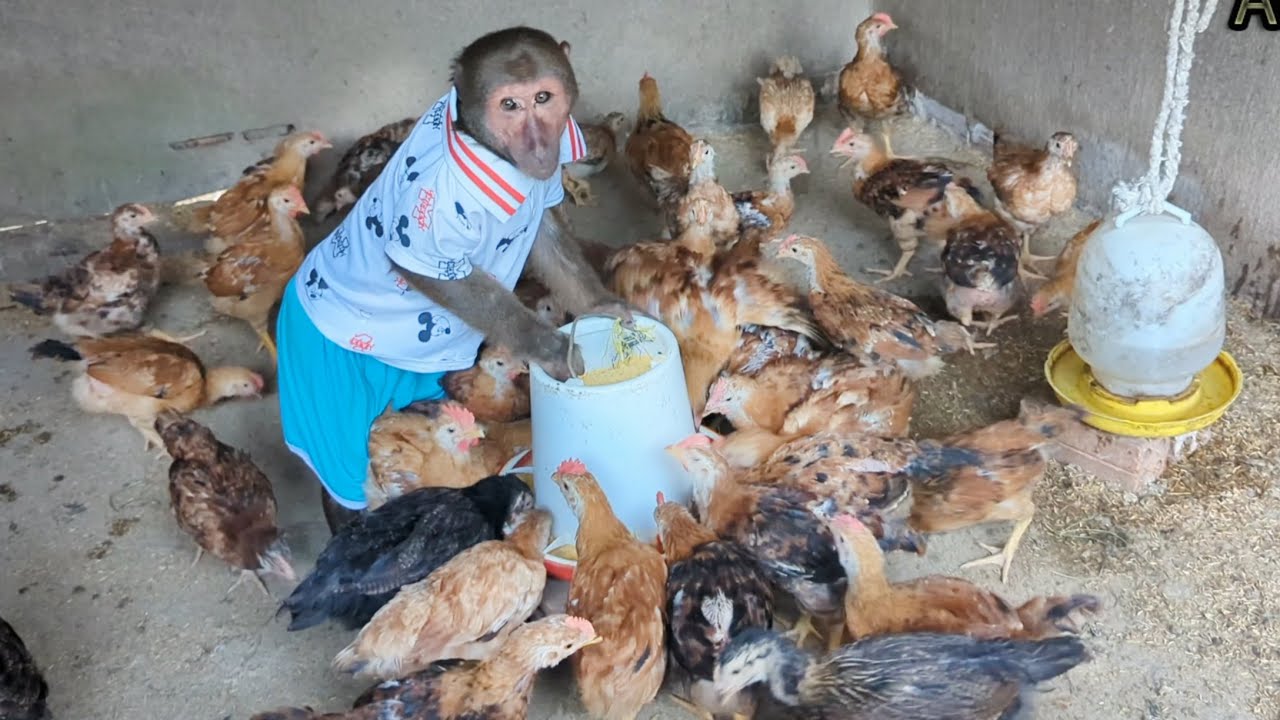 ABU Farmer Enlisted To Help His Mother Feed The Chicks