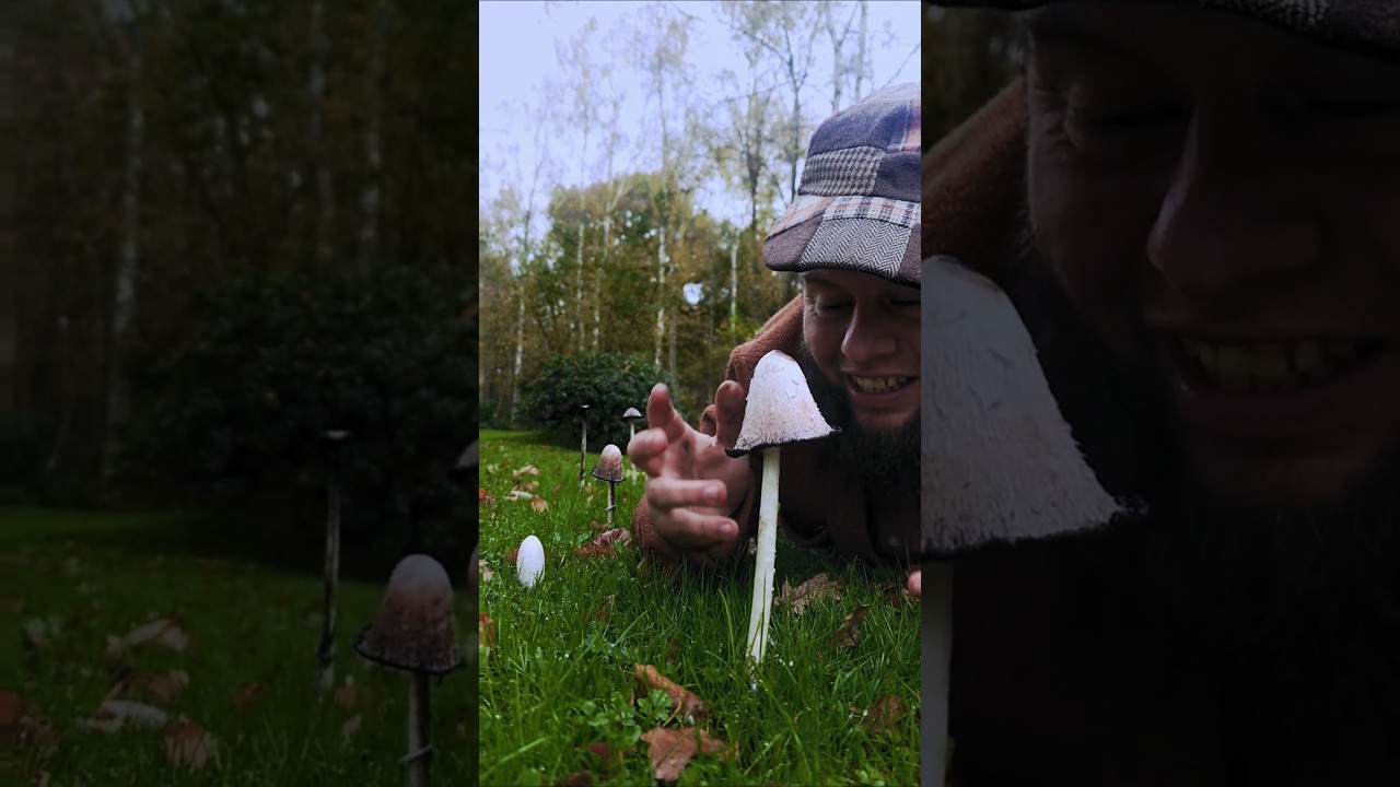 Shaggy inkcap! Wild edible and medicinal mushrooms #mushroom #foraging #asmr #shorts