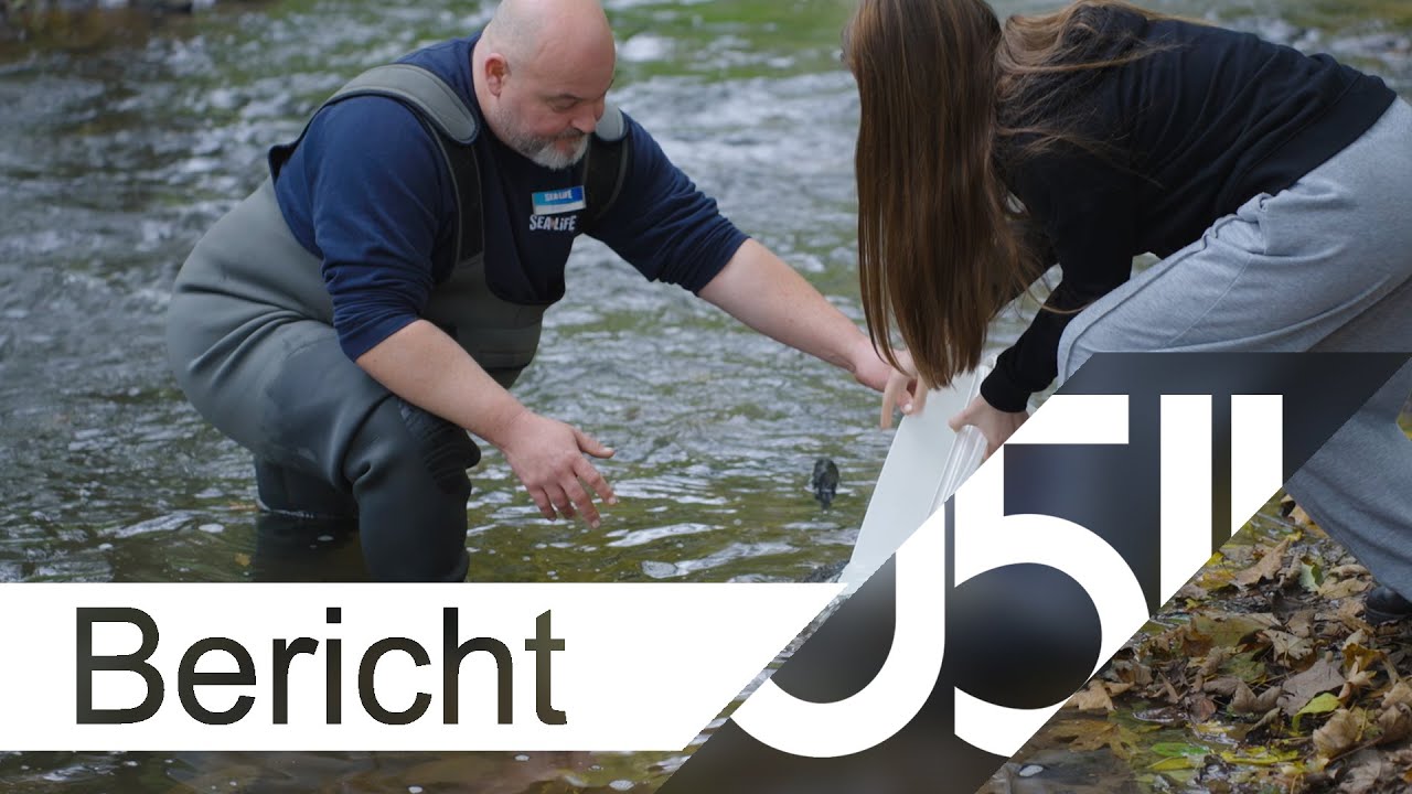 Atlantischer Lachs kehrt zurück in die Leine