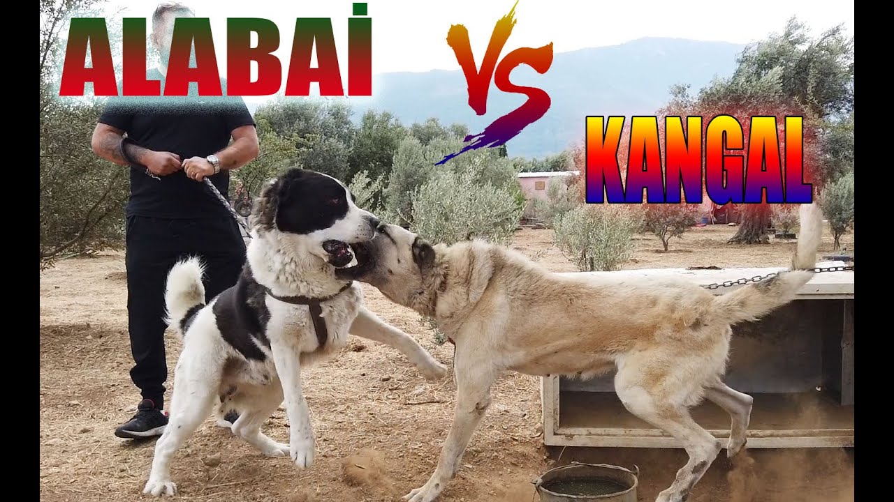 KANGAL VS ALABAI ALABAY WITH BAMBAM WE RAID THE KANGAL FARM