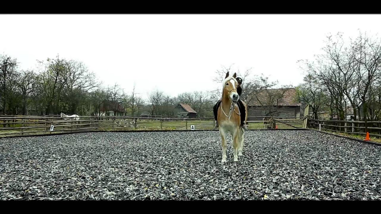 Free Horse Style - harmony between horse and horseman