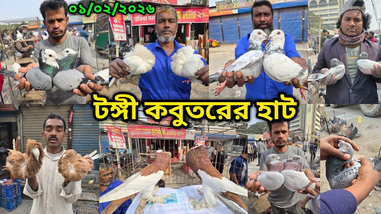 ০১/০২/২০২৬ টঙ্গী কবুতরের হাট | Tongi kobutor hat 2026 | Biggest Pigeon Market in Bangladesh 2026