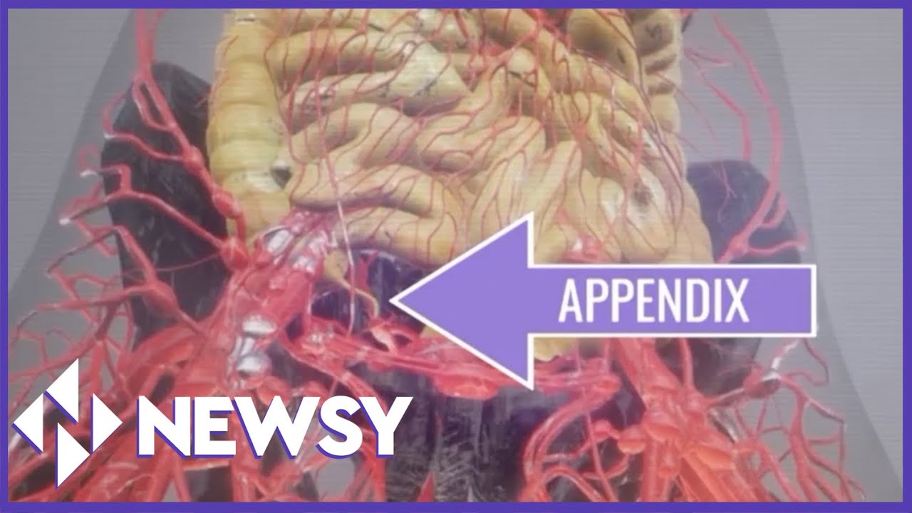 Why Do We Have An Appendix? (The Why)
