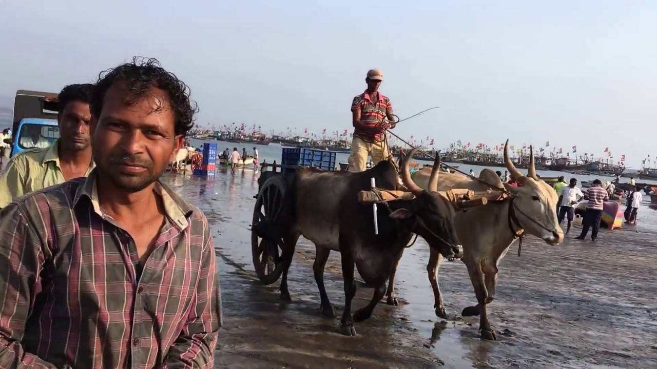 FISH MARKET DAPOLI - HARNAI BUNDER RATNAGIRI . अनूठा मच्छी बाजार
