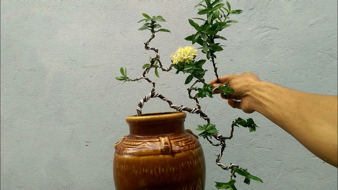 Tạo dáng cho cây trang vàng bonsai dáng thác đỗ mini để bàn trà