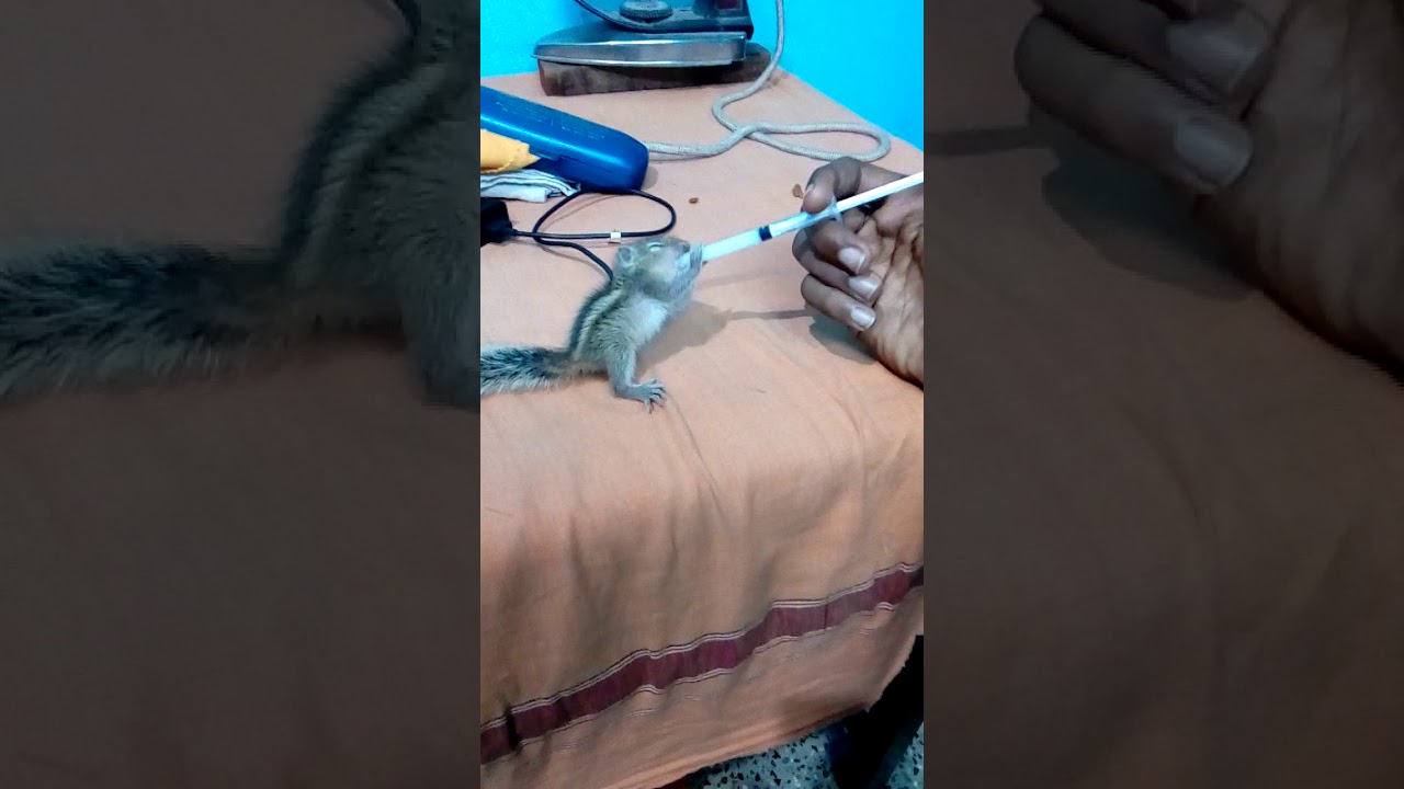 #Anil kutty    milk feeding time..