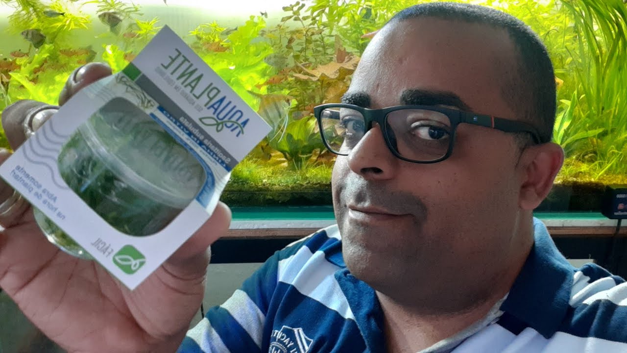 ATÉ Q ENFIM, PLANTAS LIVRES DE CARAMUJOS E ALGAS! IN VITRO AQUAPLANTE