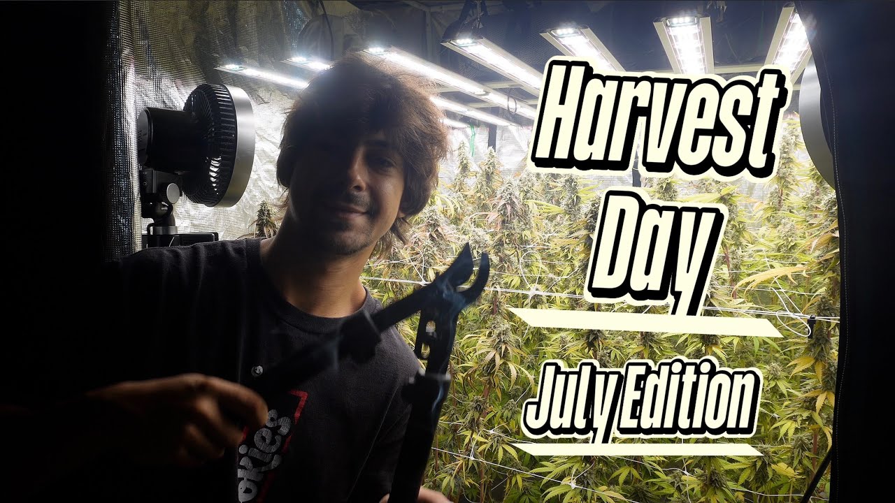 Harvest Day !!!! July 2025